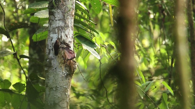 Maroon Woodpecker - ML479564