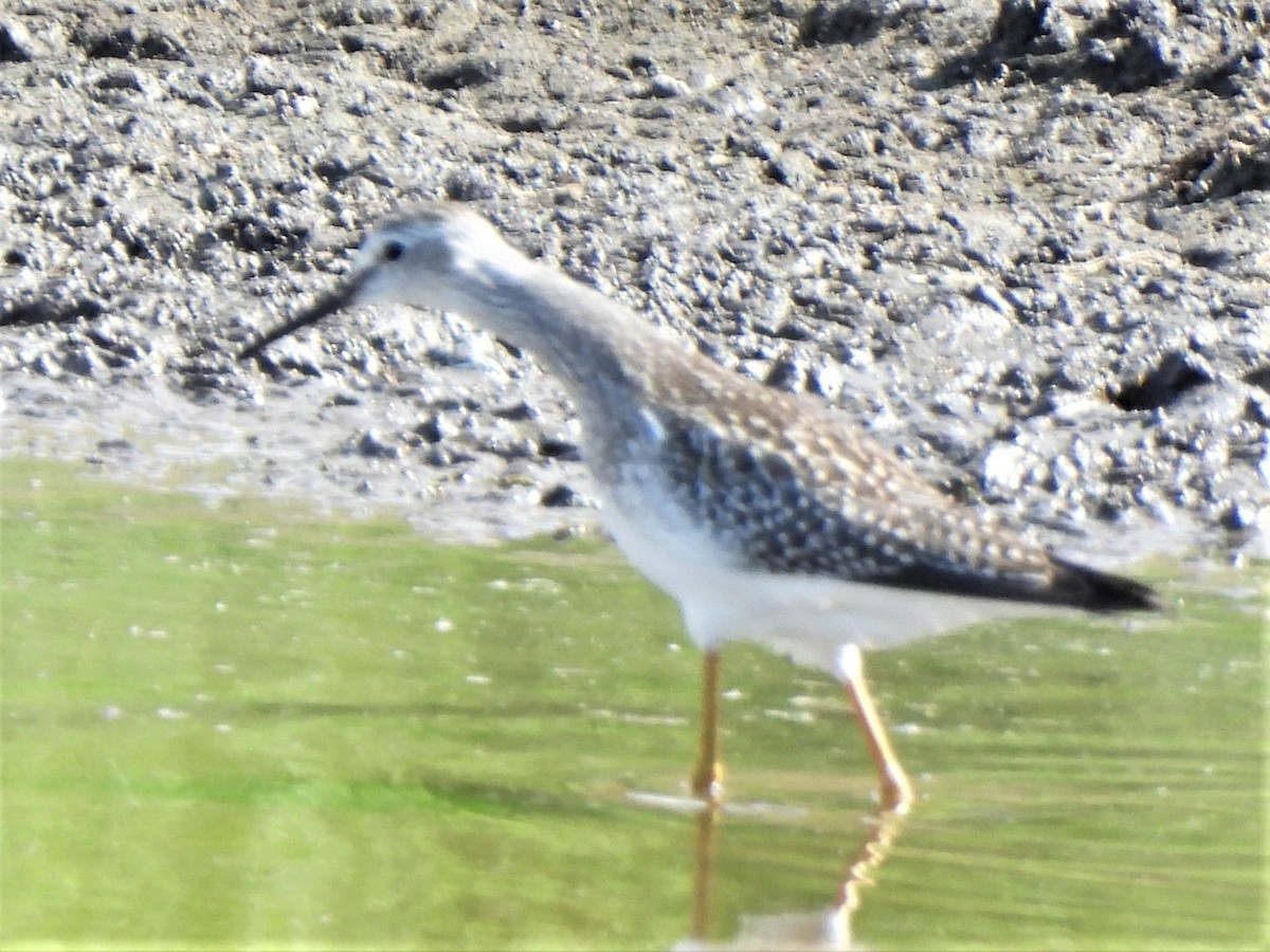 Greater Yellowlegs - ML479564191