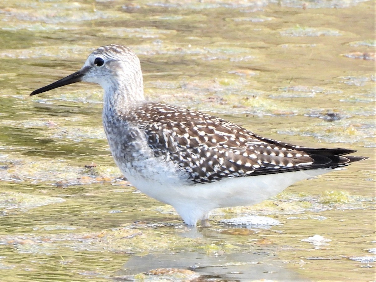 Lesser Yellowlegs - ML479564281