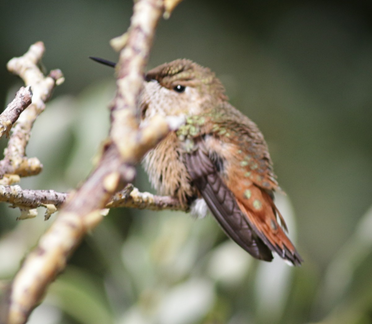 Rufous Hummingbird - ML479564471