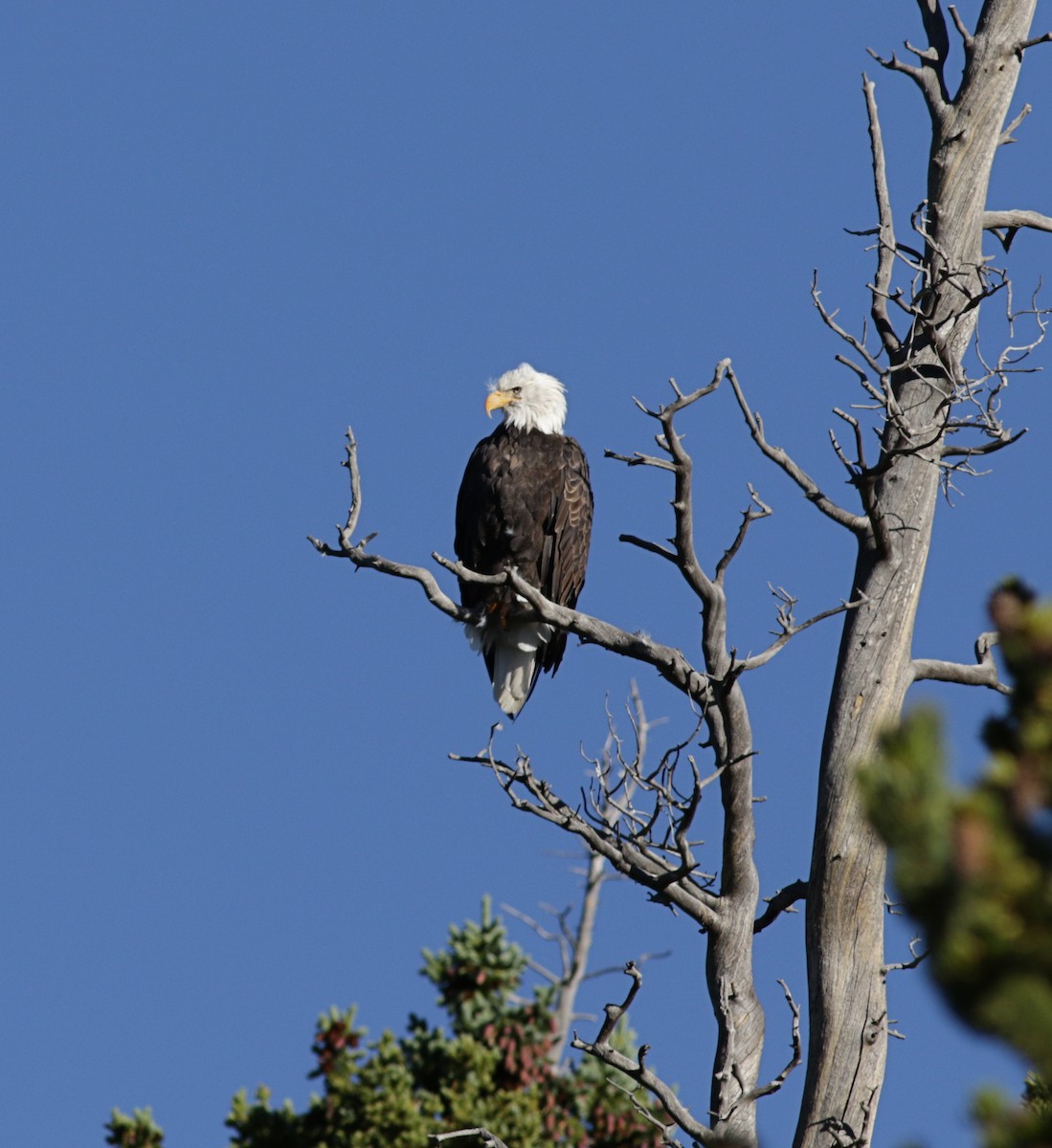 Bald Eagle - Lorraine Lanning