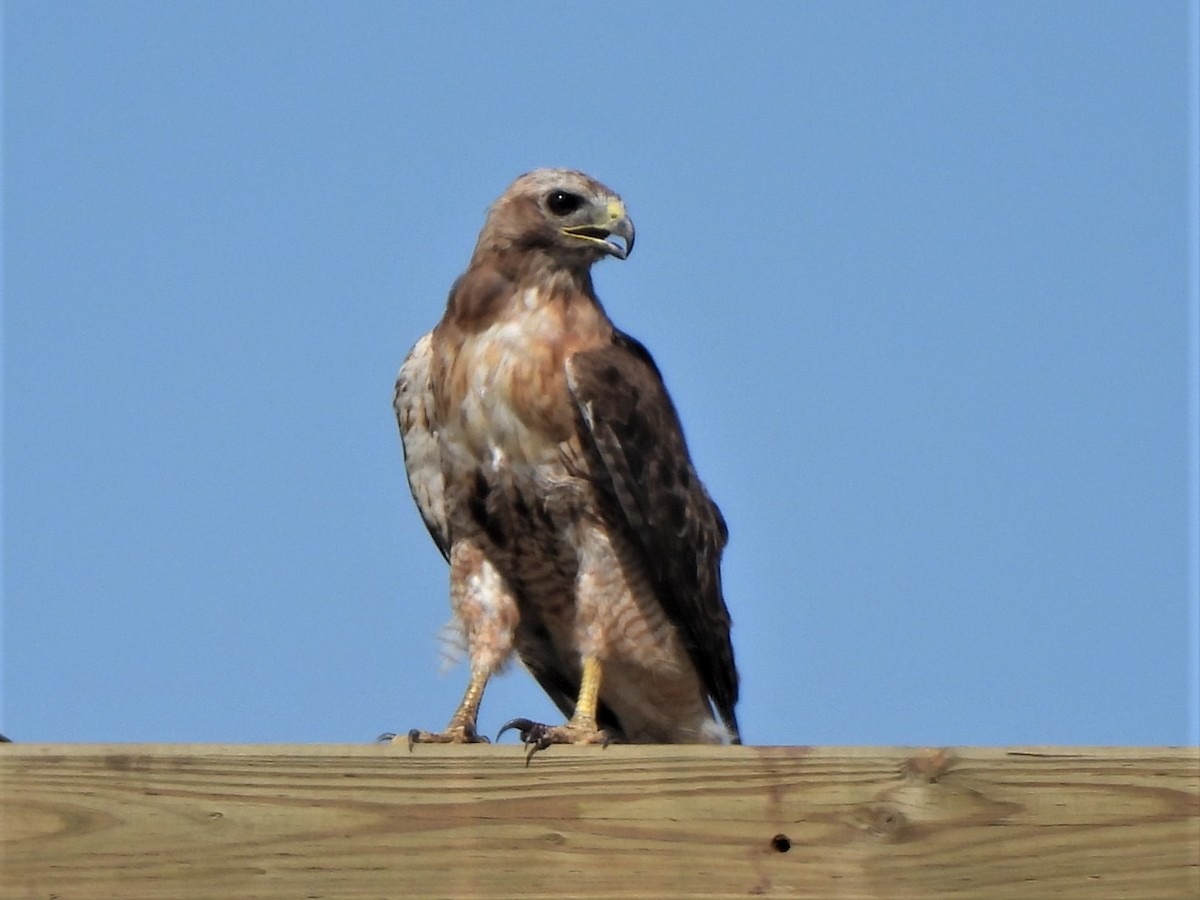 Red-tailed Hawk - ML479564771