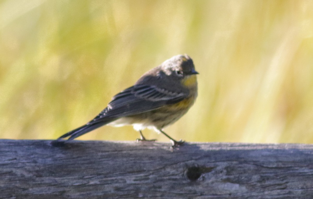 Yellow-rumped Warbler - ML479565941