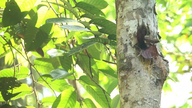 Maroon Woodpecker - ML479566