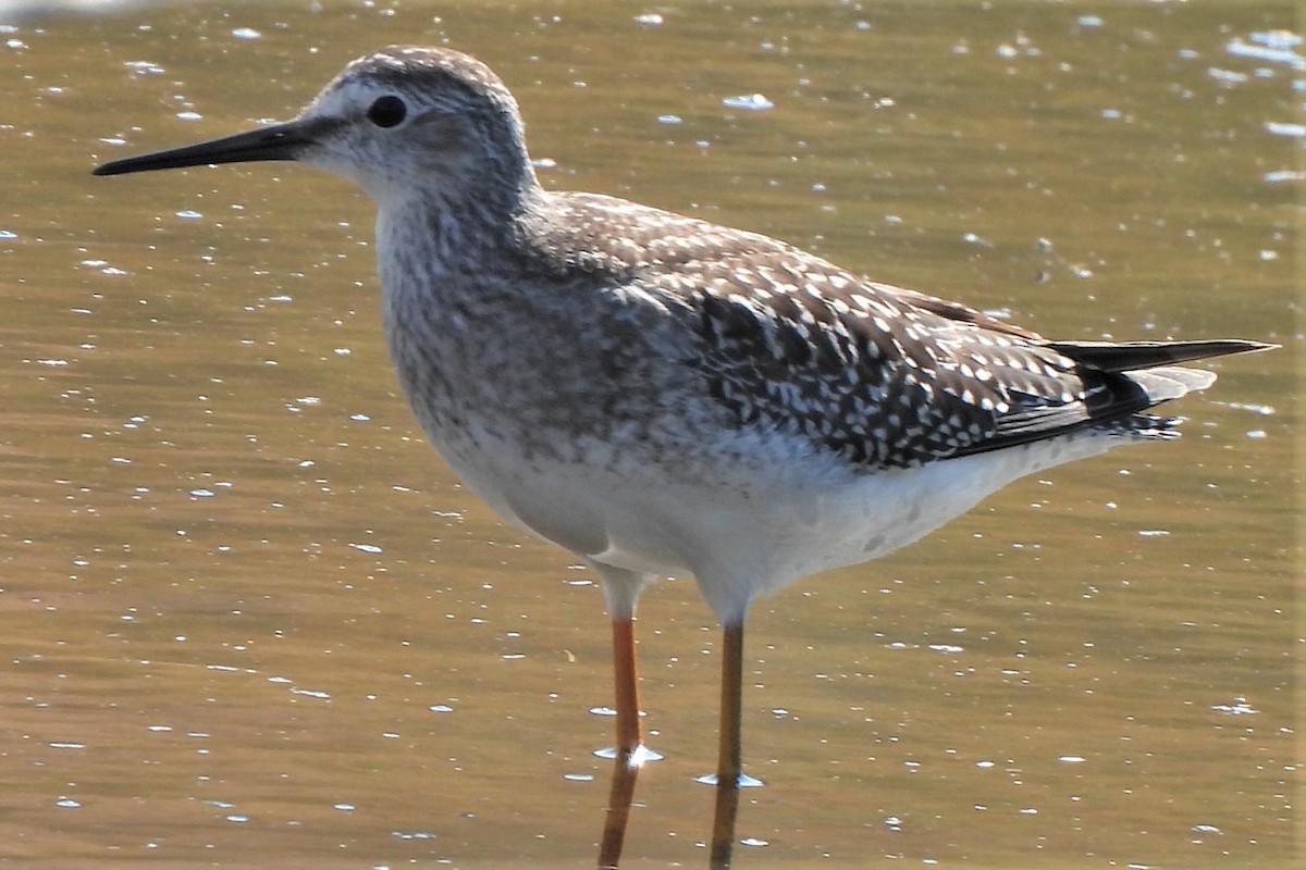 Lesser Yellowlegs - Michael I Christie