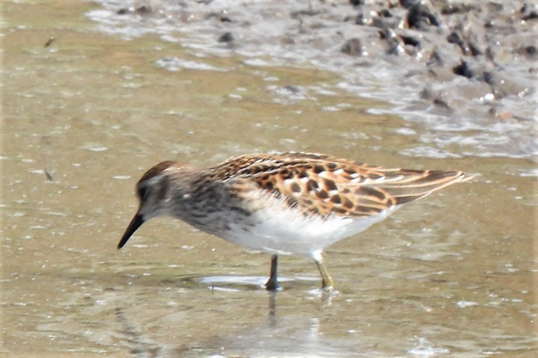 Least Sandpiper - ML479568031