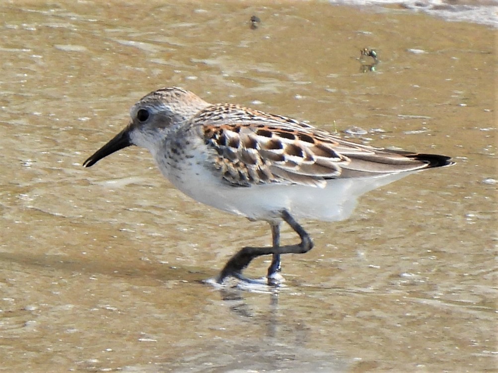 Western Sandpiper - ML479568081