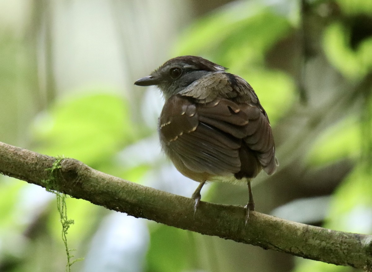 Ash-throated Gnateater - ML479568661