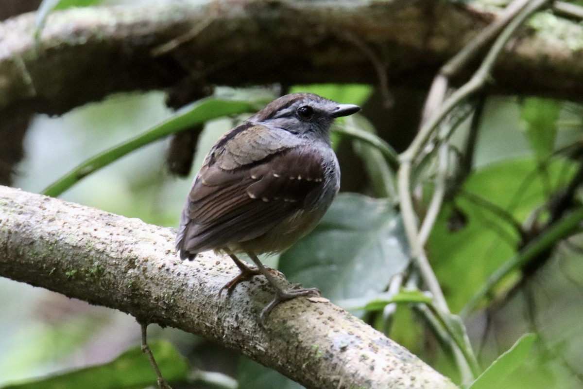 Ash-throated Gnateater - Marcelo Quipo
