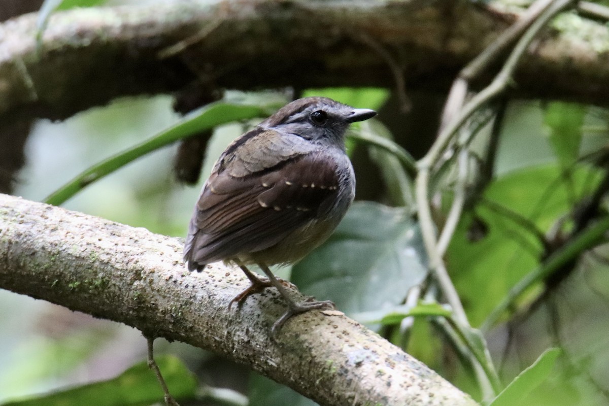 Ash-throated Gnateater - ML479568671