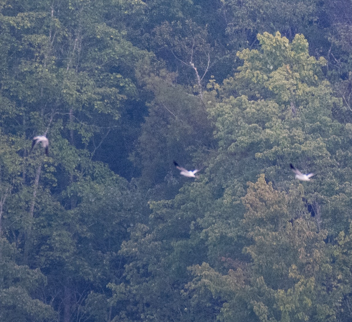 Avoceta Americana - ML479568861