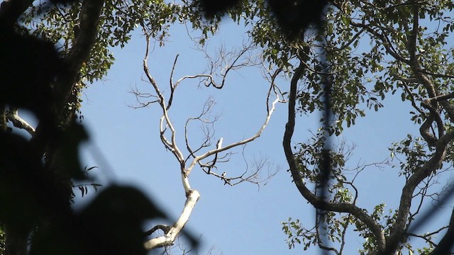 Falconete de Borneo - ML479569
