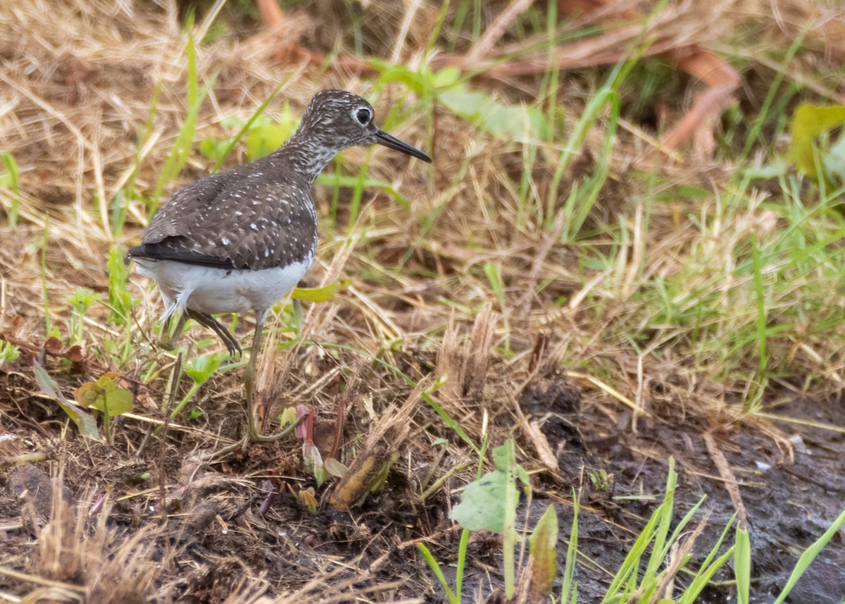 Solitary Sandpiper - ML479569231