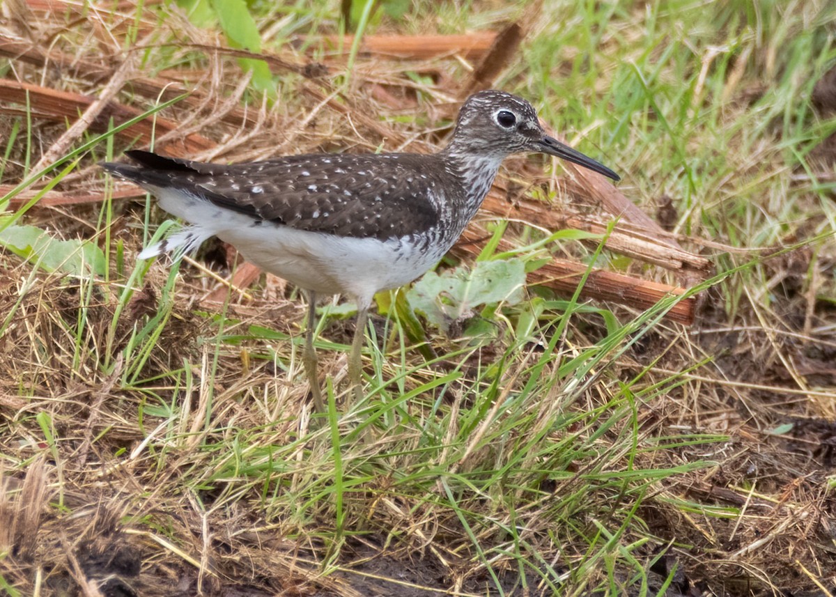 Solitary Sandpiper - ML479569241