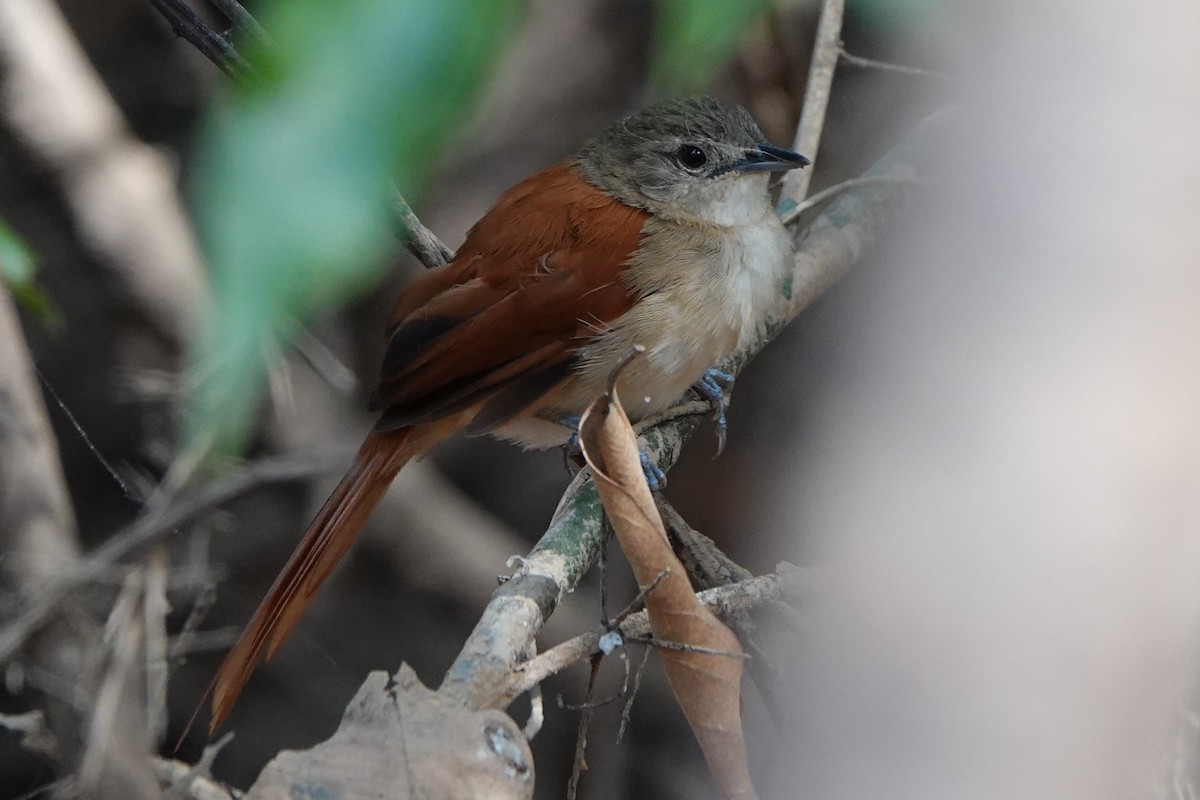 Araguaia Spinetail - ML479569501