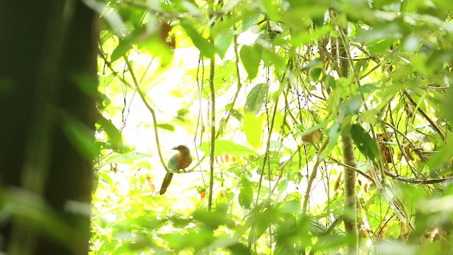 kukačka indonéská - ML479570