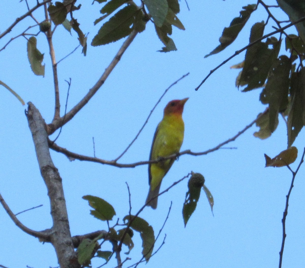 Piranga à tête rouge - ML47957031