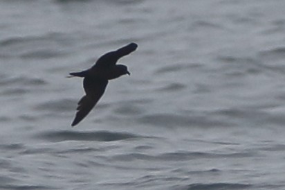 Black Storm-Petrel - ML479571891