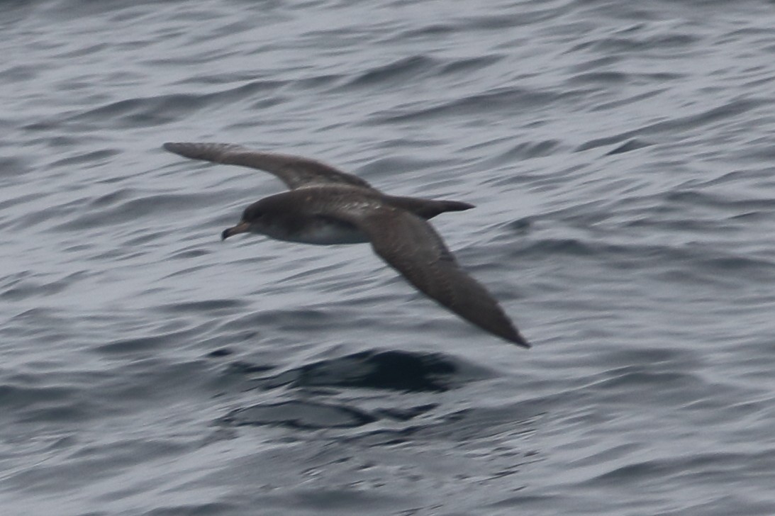 Pink-footed Shearwater - ML479572071