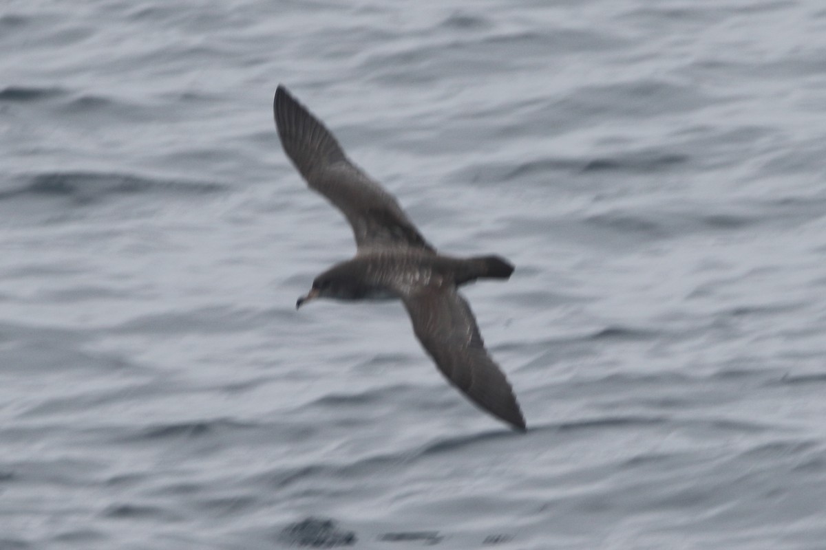 Pink-footed Shearwater - ML479572081