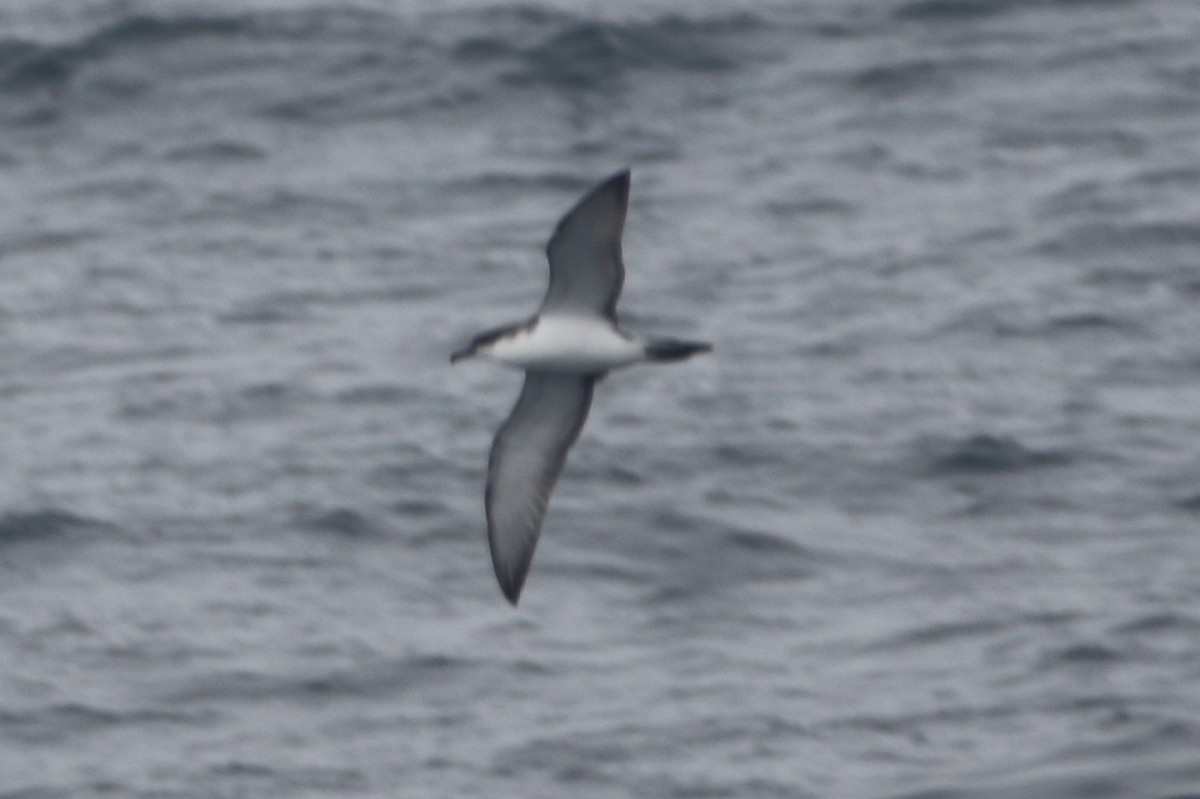 Pink-footed Shearwater - ML479572091