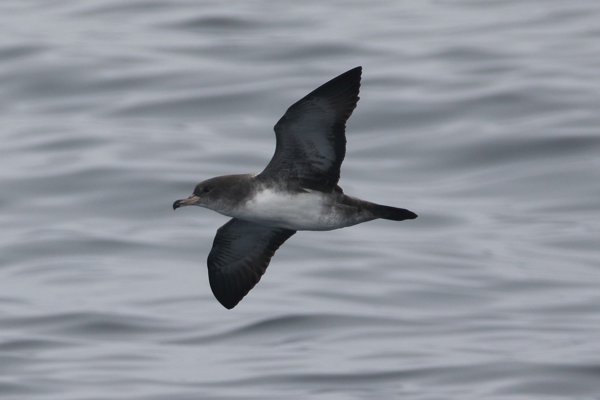 Pink-footed Shearwater - ML479572111
