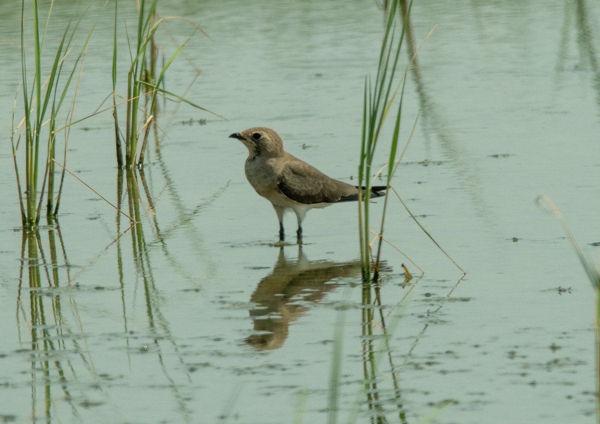 Oriental Pratincole - ML479572651