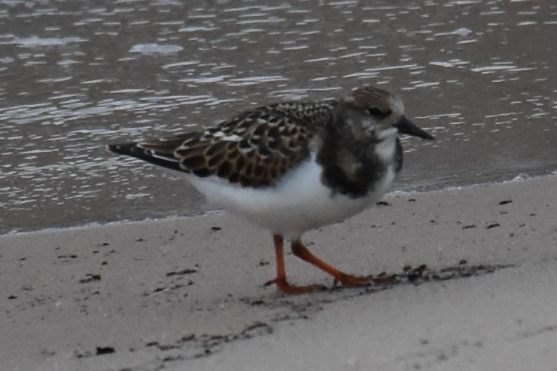 Ruddy Turnstone - ML479572821