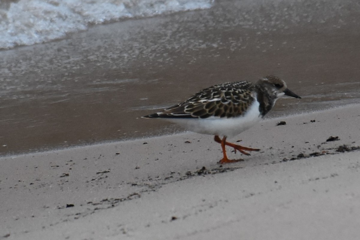 Ruddy Turnstone - ML479572831