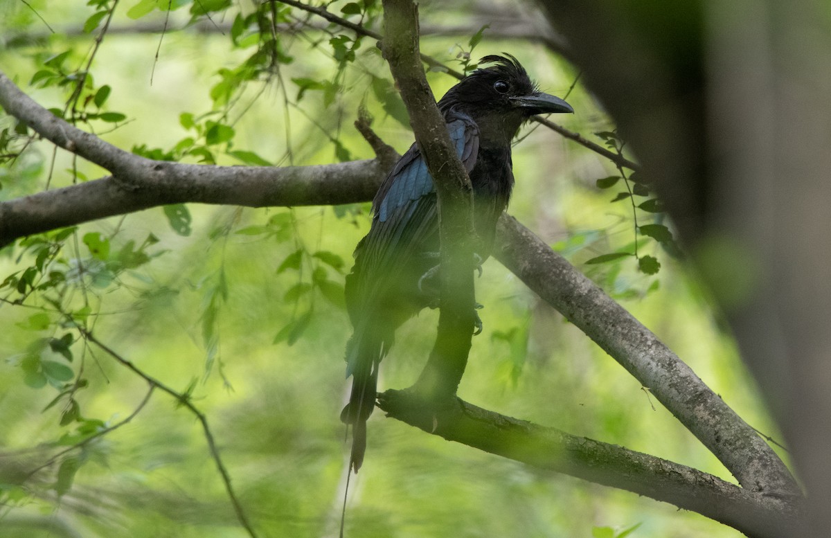 Greater Racket-tailed Drongo - ML479572931