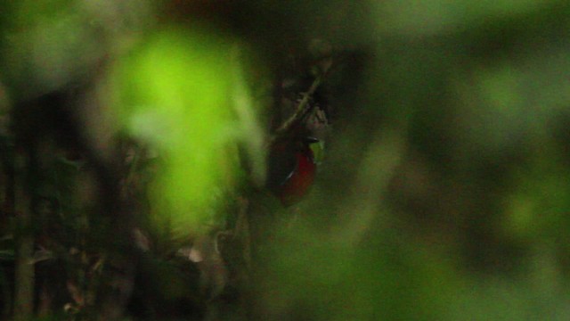 Blue-banded Pitta - ML479573