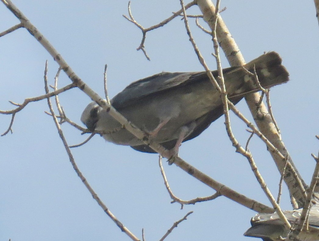 Mississippi Kite - ML479574051