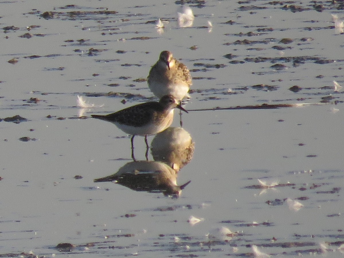 Baird's Sandpiper - ML479574231