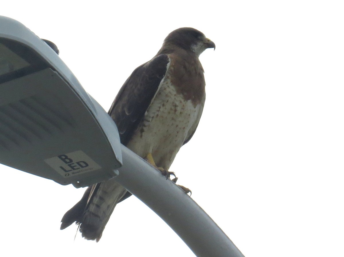 Swainson's Hawk - ML479574611