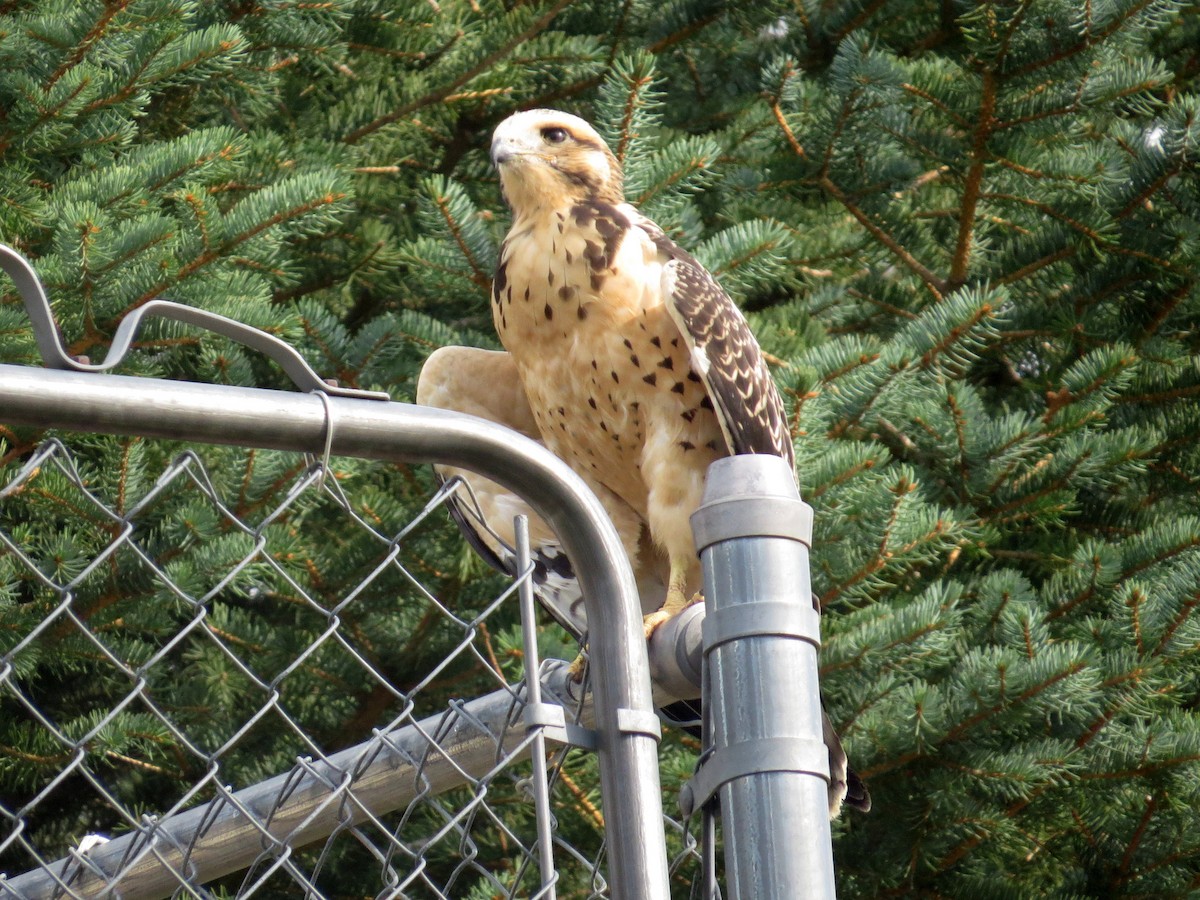 Swainson's Hawk - ML479574621