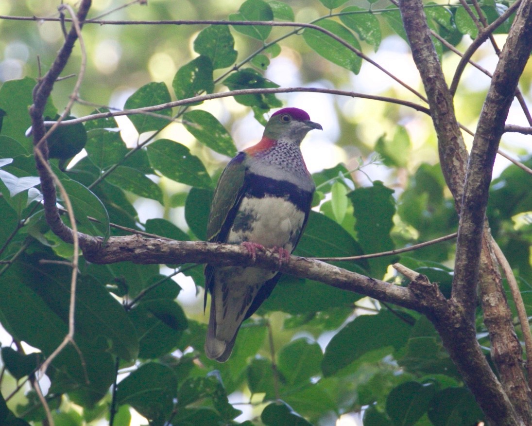 Superb Fruit-Dove - ML479574641