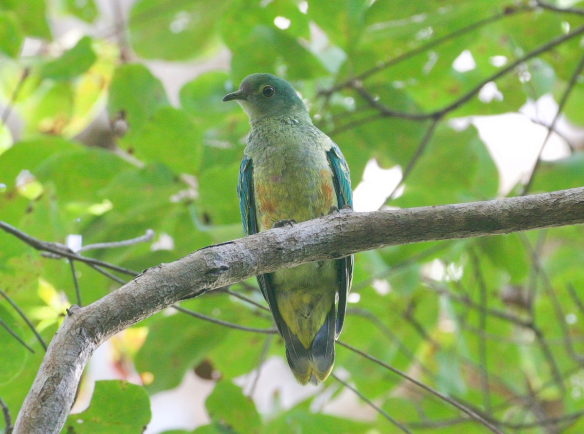 Rose-crowned Fruit-Dove - Scott Baker