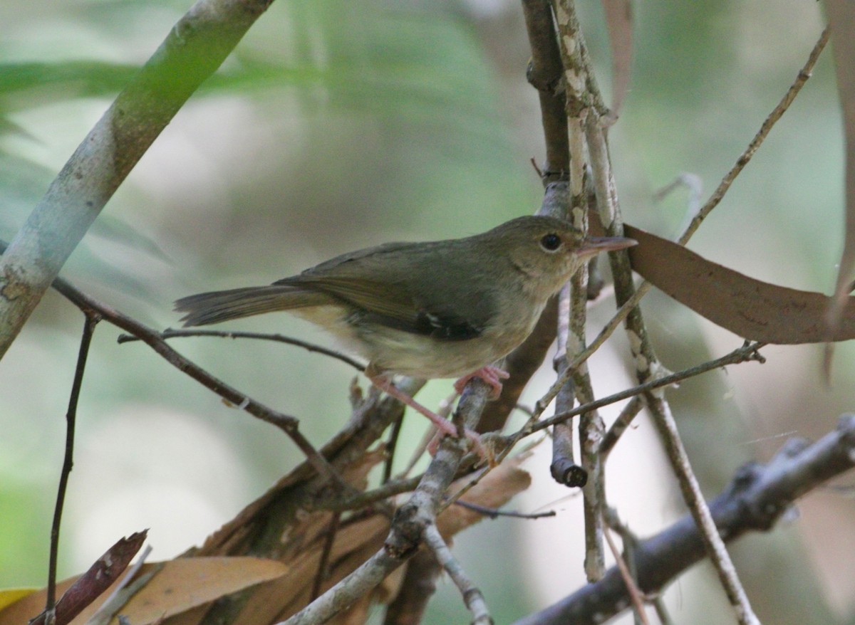 Tropical Scrubwren - ML479574981