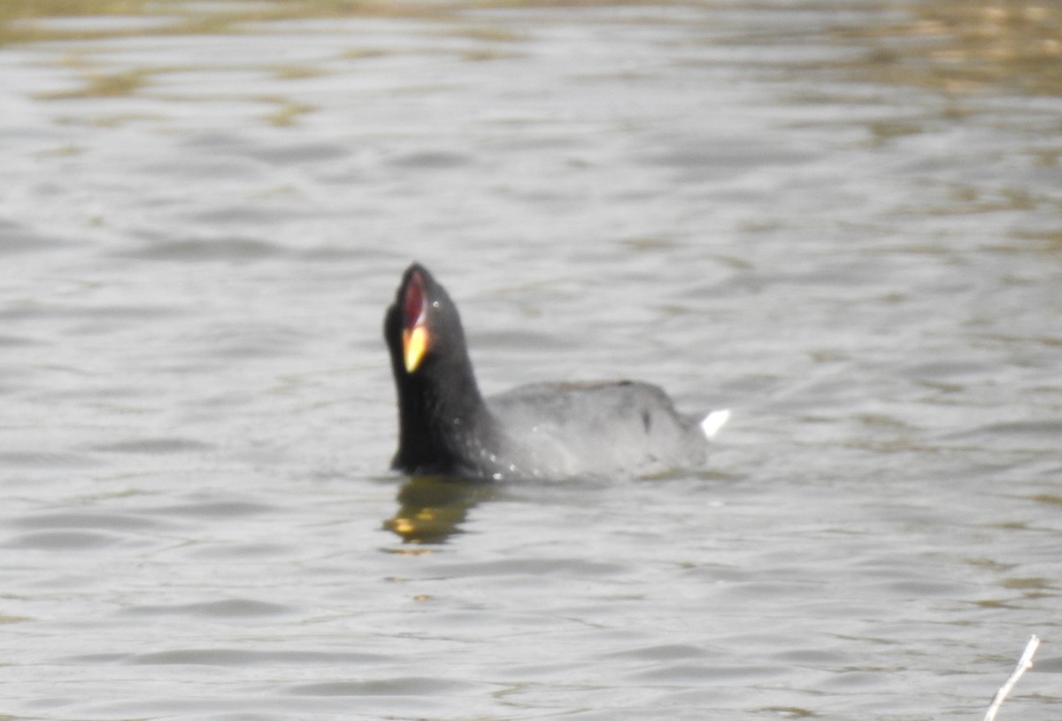 Red-fronted Coot - ML479575141