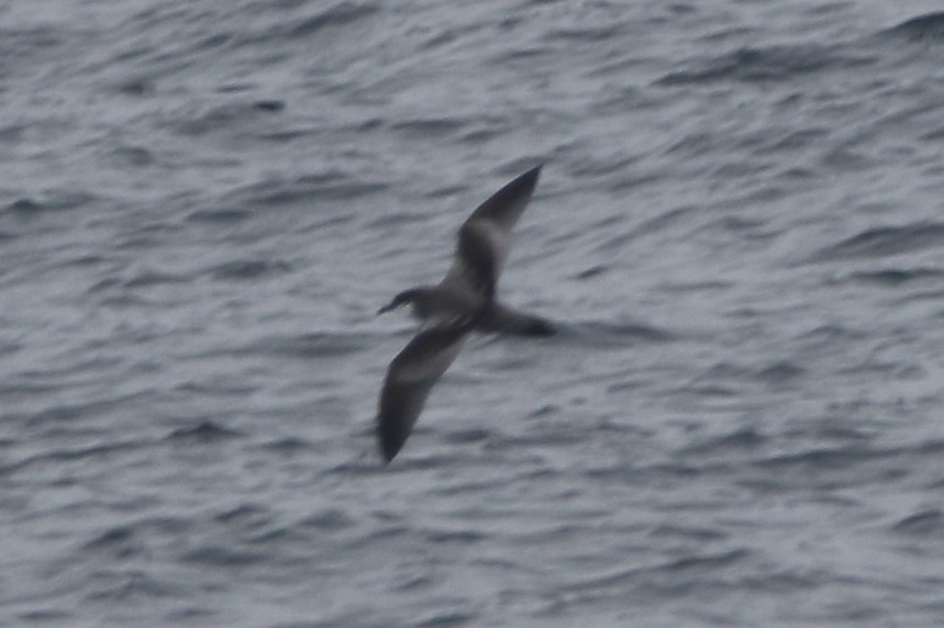 Buller's Shearwater - ML479575221