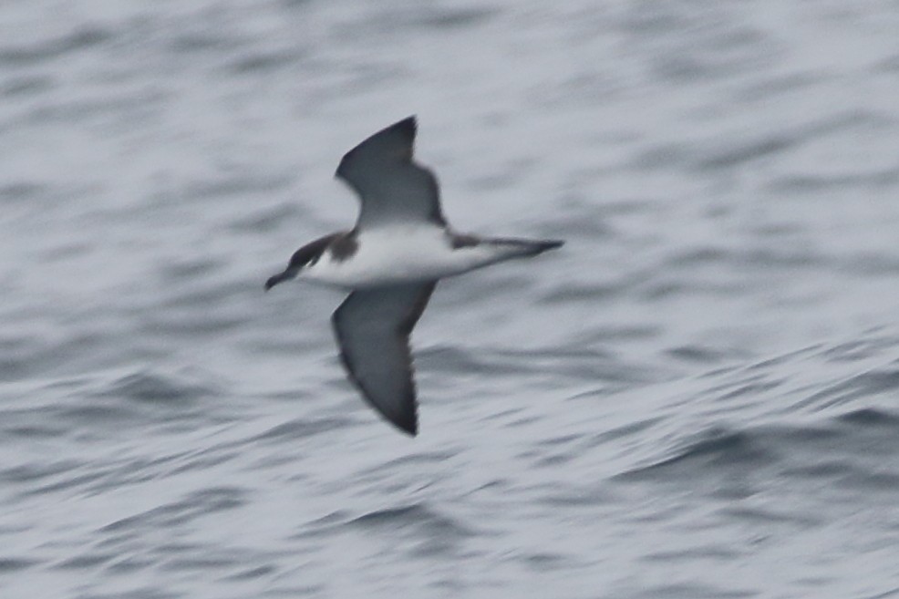 Buller's Shearwater - ML479575231