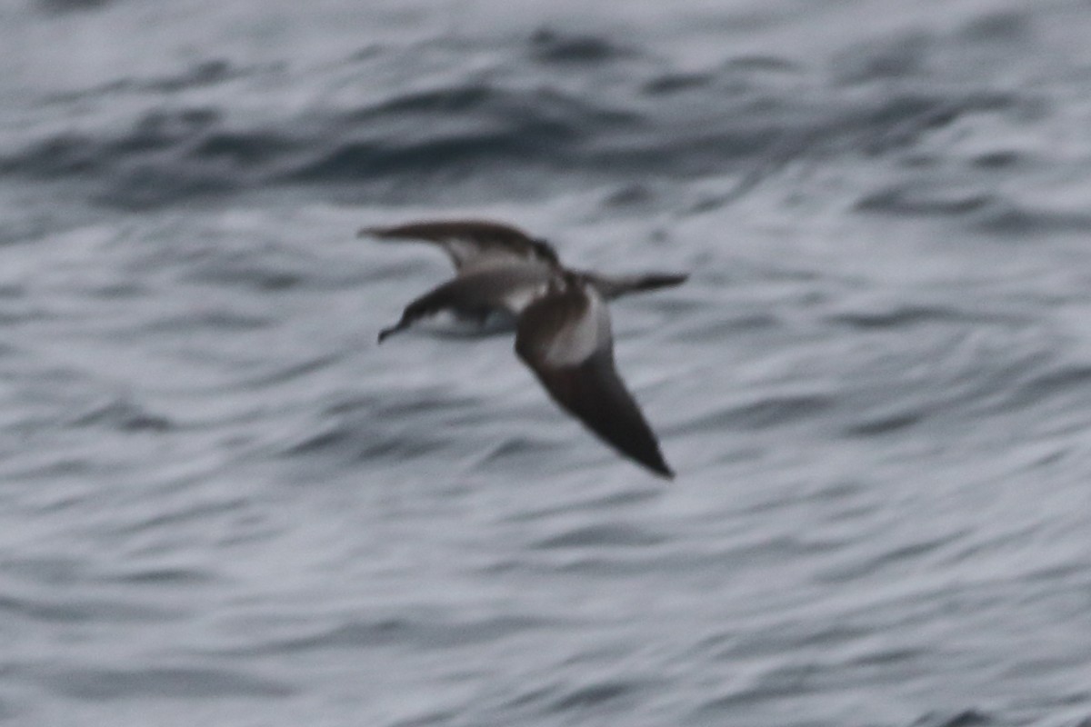 Buller's Shearwater - ML479575251