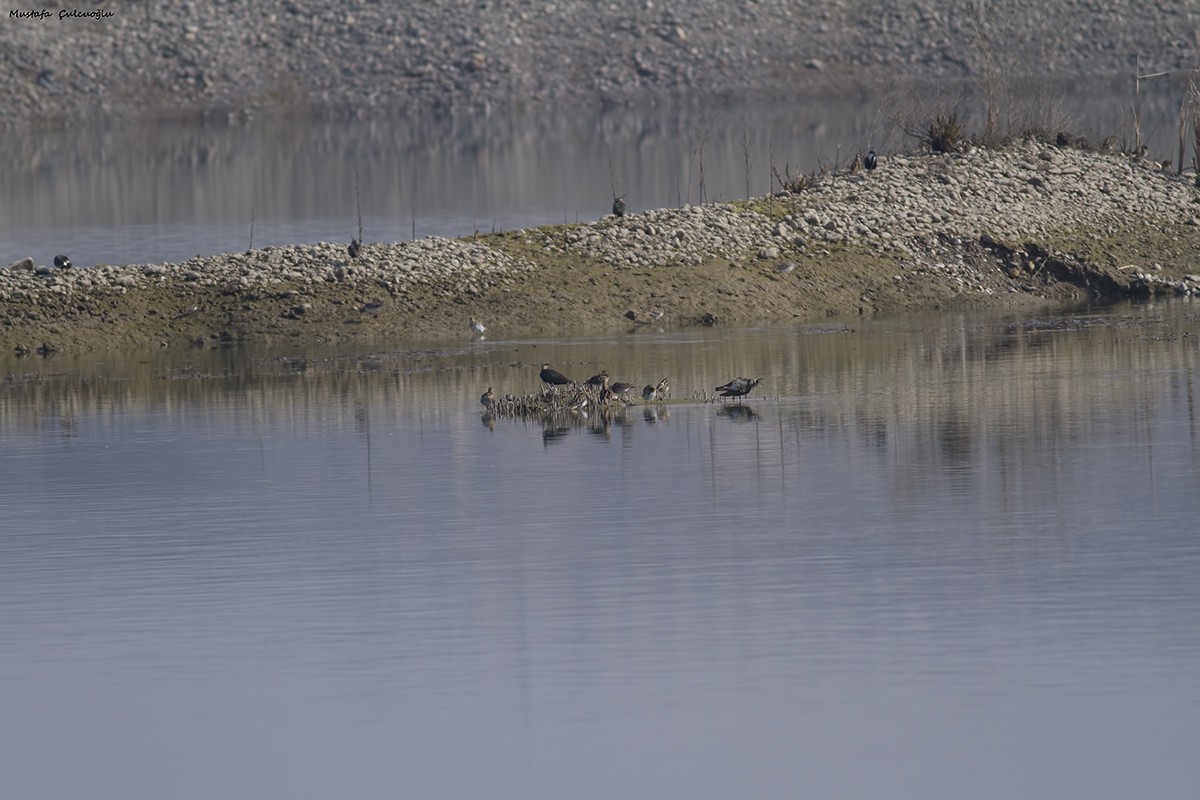 Common Snipe - ML47957571