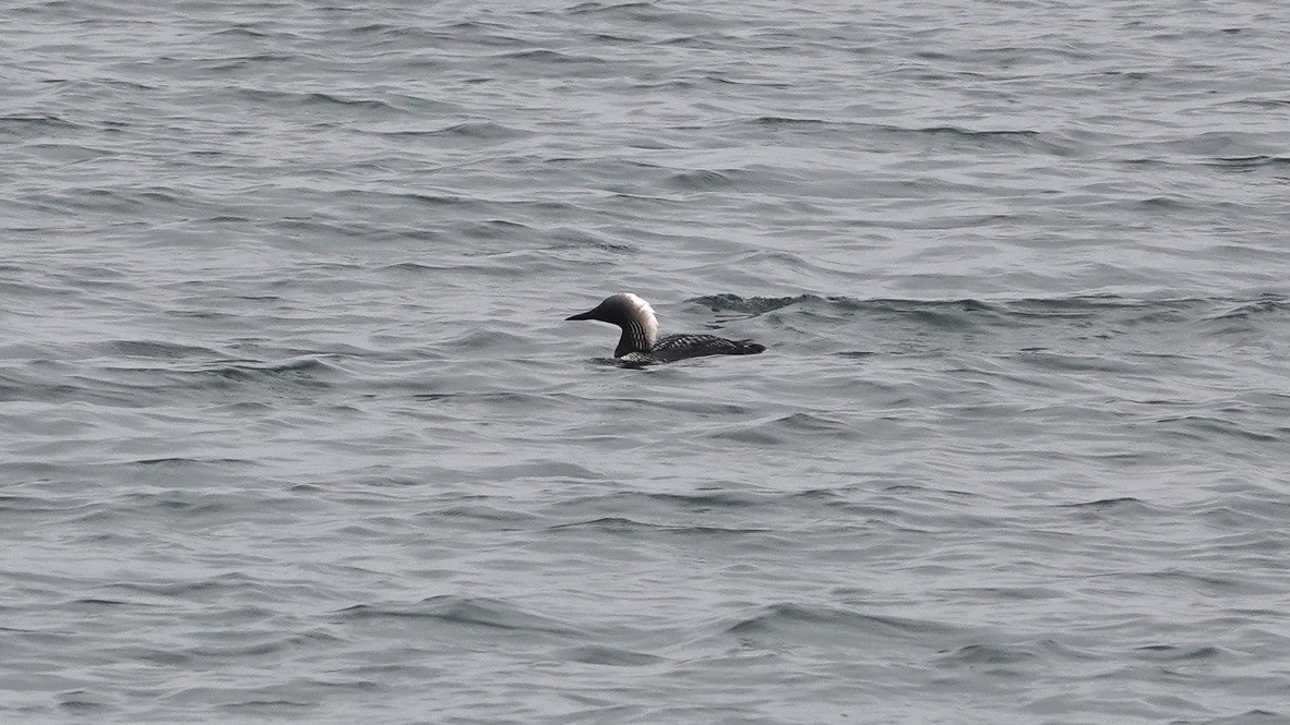 Pacific Loon - Wink Gross