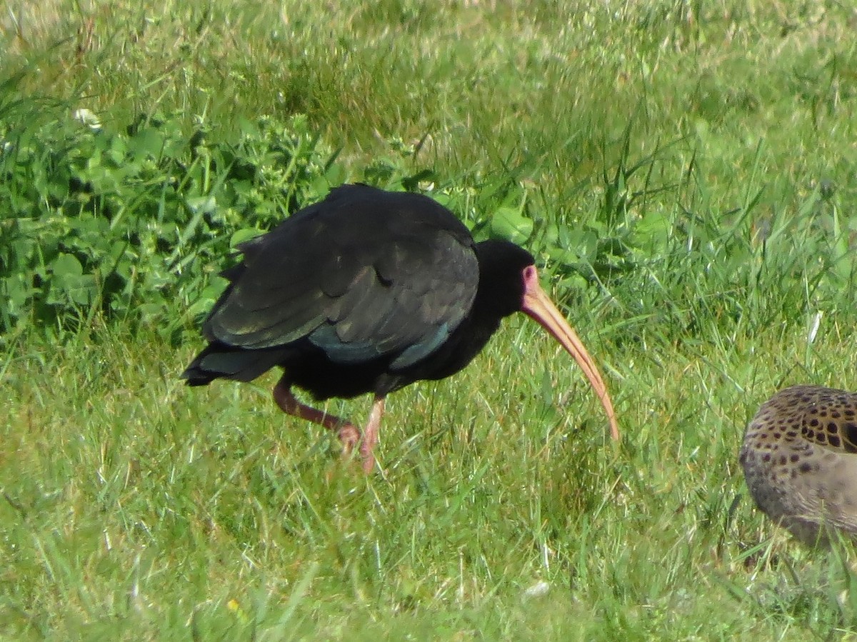 rødmaskeibis - ML479576771