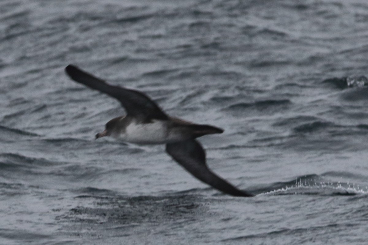 Pink-footed Shearwater - ML479577271