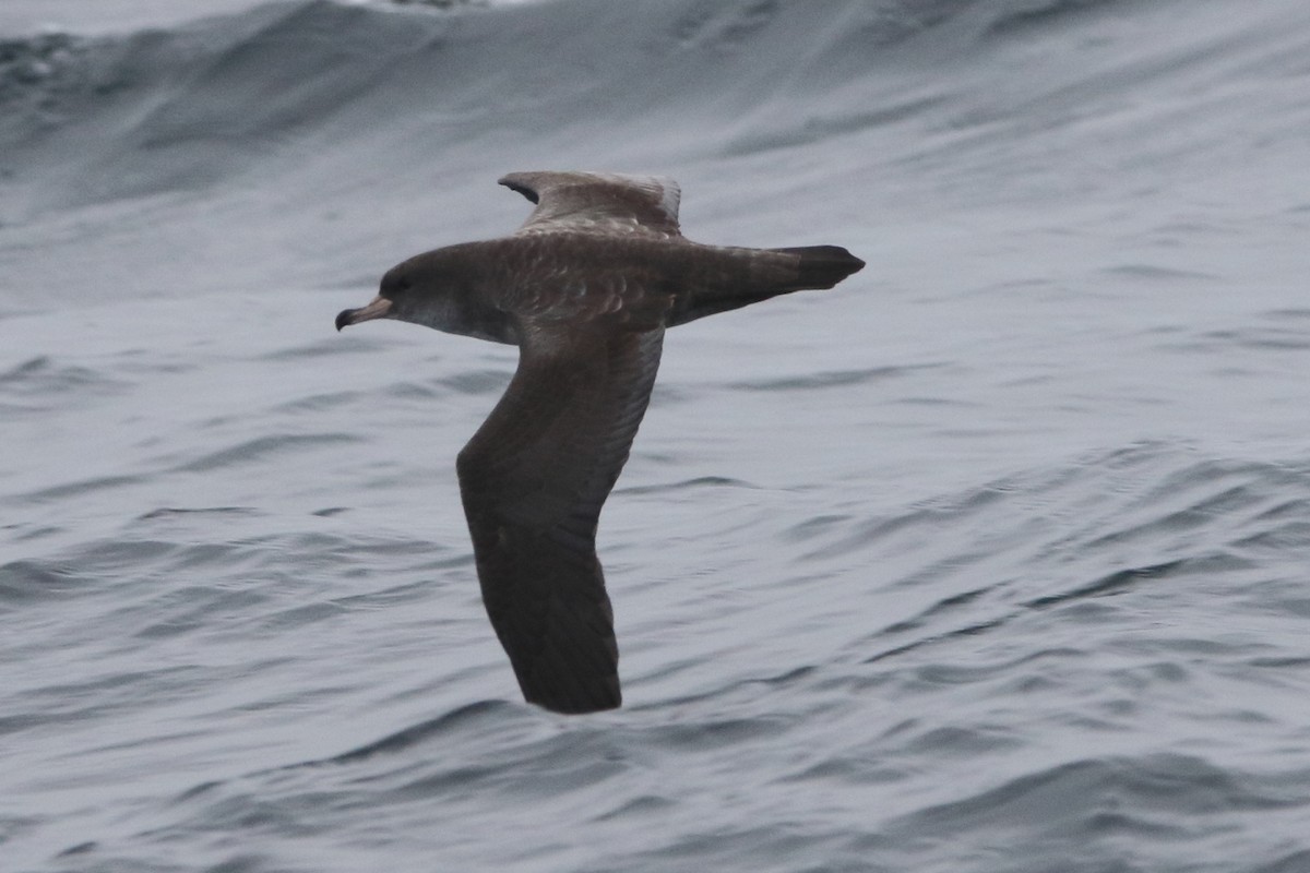 Pink-footed Shearwater - ML479577281