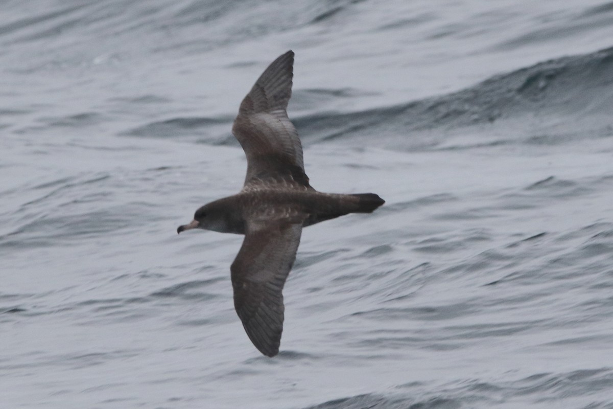 Pink-footed Shearwater - ML479577291