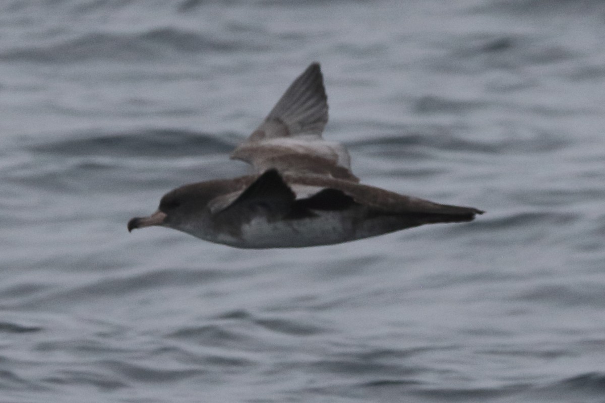 Pink-footed Shearwater - ML479577301