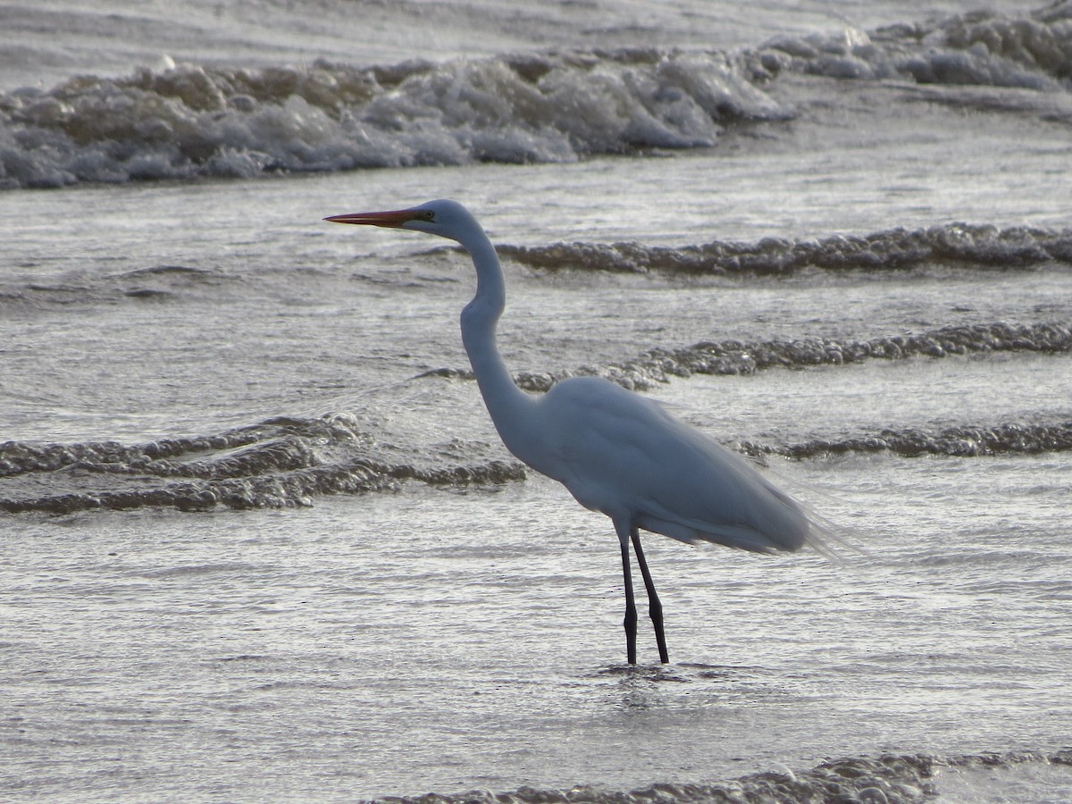 Great Egret - Rafael Tosi